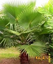 Продам пальму Вашингтония нитеносная (Washingtonia filifera)