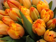 Тюльпаны к 8 марта оптом от производителя